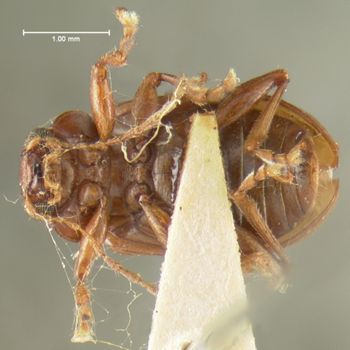 Media type: image;   Entomology 31780 Aspect: habitus ventral view